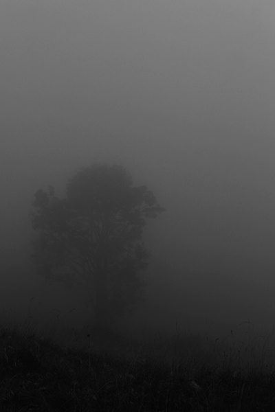 In the Wooods 10 - Copyright Christiane Specht