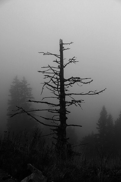 In the Wooods 11 - Copyright Christiane Specht