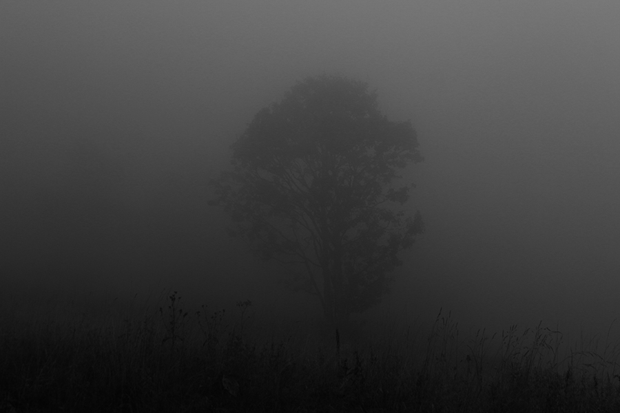 In the Wooods 12 - Copyright Christiane Specht