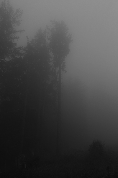 In the Wooods 13 - Copyright Christiane Specht