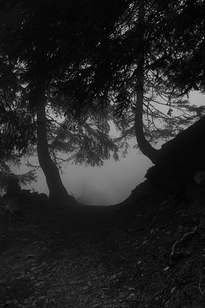 In the Wooods 14 - Copyright Christiane Specht