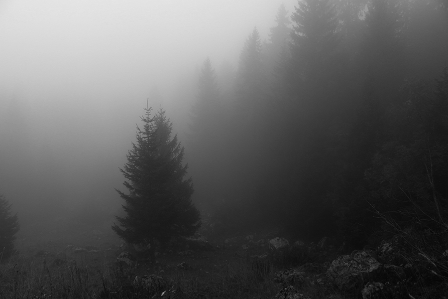 In the Wooods 15 - Copyright Christiane Specht