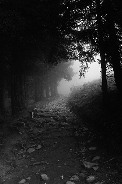 In the Wooods 16 - Copyright Christiane Specht