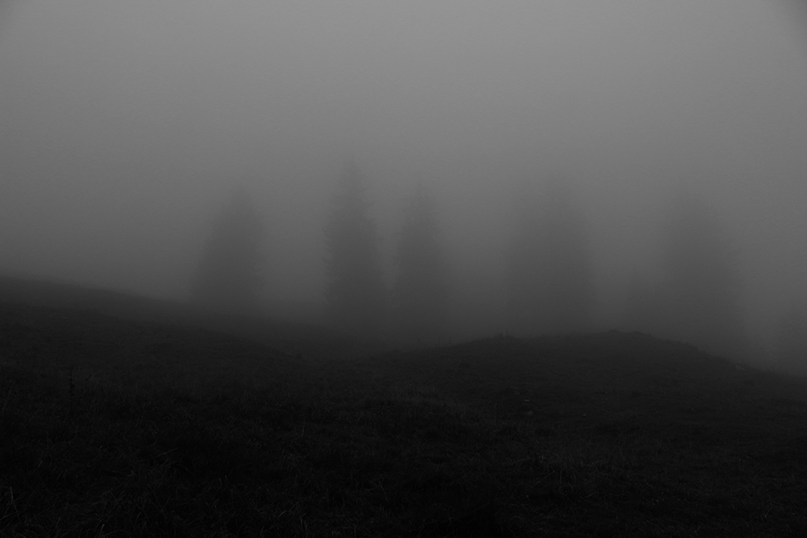 In the Wooods 2 - Copyright Christiane Specht