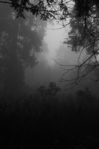 In the Wooods 3 - Copyright Christiane Specht