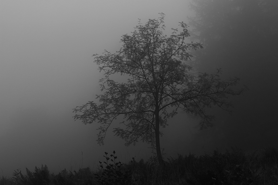 In the Wooods 4 - Copyright Christiane Specht