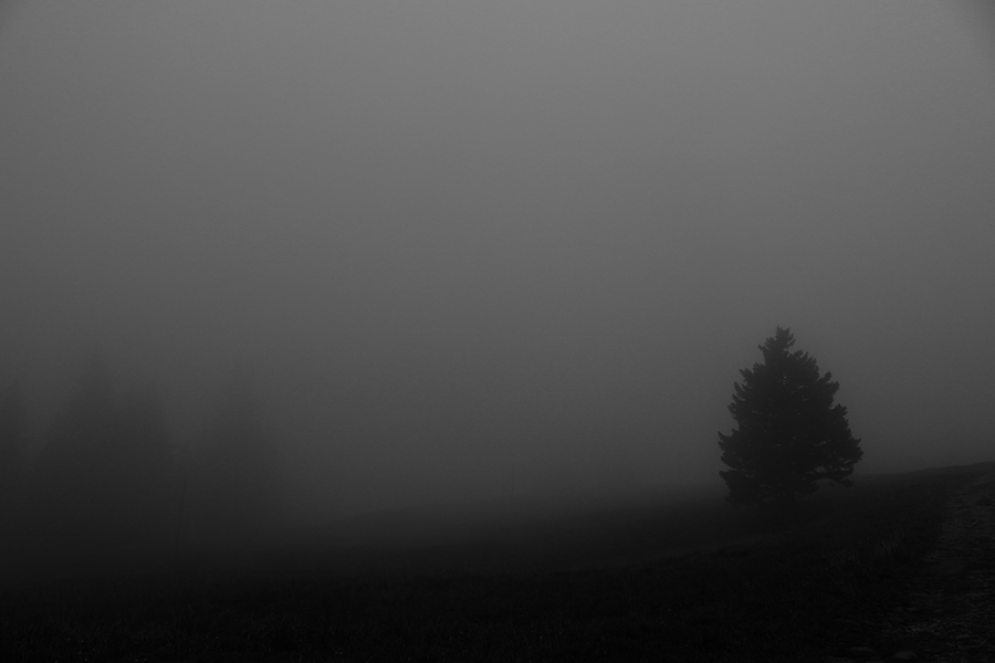 In the Wooods 5 - Copyright Christiane Specht