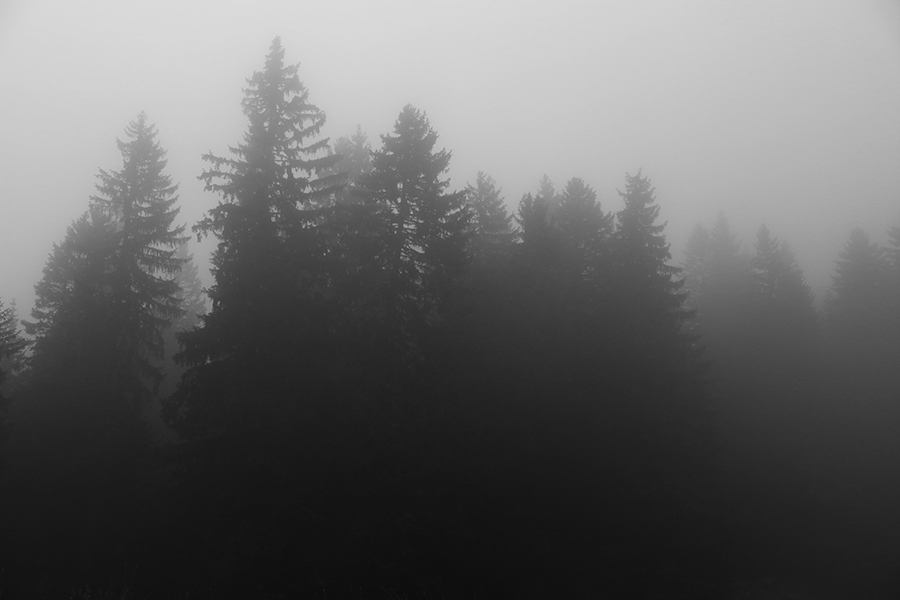 In the Wooods 6 - Copyright Christiane Specht