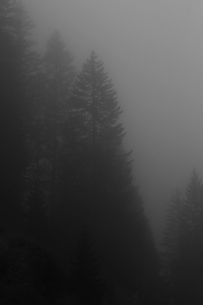 In the Wooods 8 - Copyright Christiane Specht